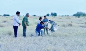 जैसलमेर के रेगिस्तान में फिर लौटे ‘महाबस्टर्ड’, दो नर ग्रेट इंडियन बस्टर्ड को जंगल में छोड़ा गया